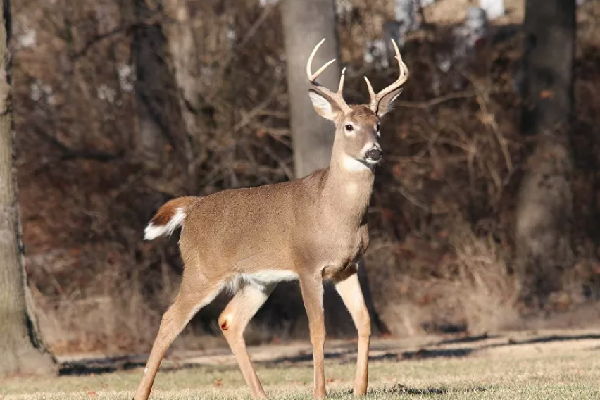 Freak Buck Had Corneal Dermoids. Yes, Hairy Eyeballs.