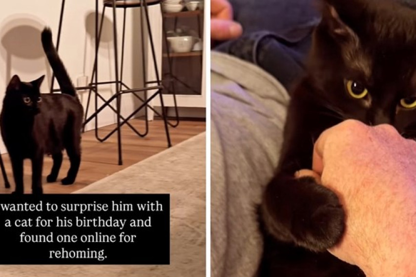 [ВИДЕО] Сакала на сопругот да му подари мачка за роденден - добил седум
