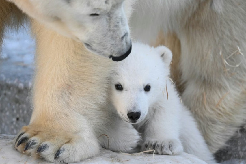 [ФОТО/ВИДЕО] Снимка што разнежи многумина: Првите чекори на неодоливото поларно мече во руска зоолошка градина