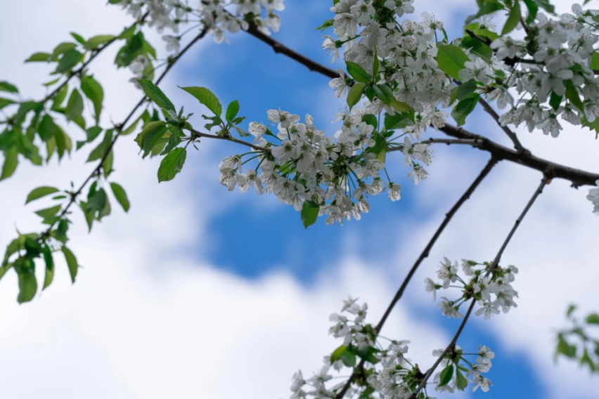 Променливо облачно со сончеви периоди, попладне повремен дожд