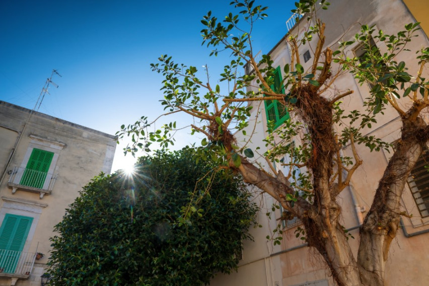 Дрво што не треба да се сади покрај куќа: Може да предизвика повеќе штета отколку што мислите