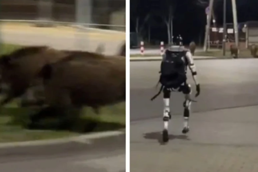 [ВИДЕО] Ова е роботот што ги брка дивите свињи во Варшава