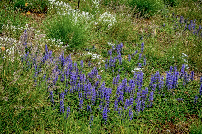 [ФОТО] Моќна билка за посреќна менопауза: Помага при топлите бранови, смирува и го враќа фокусот