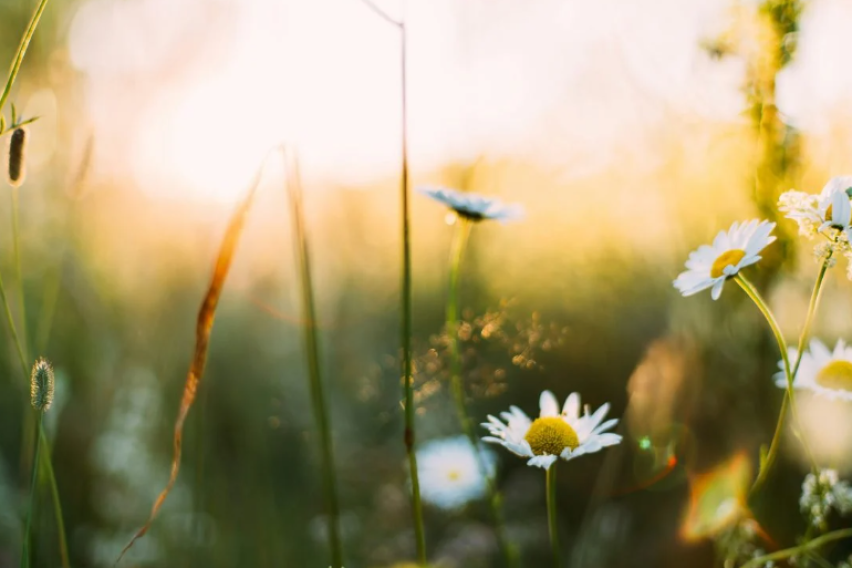 Сончево и топло, максималната температура до 25 степени