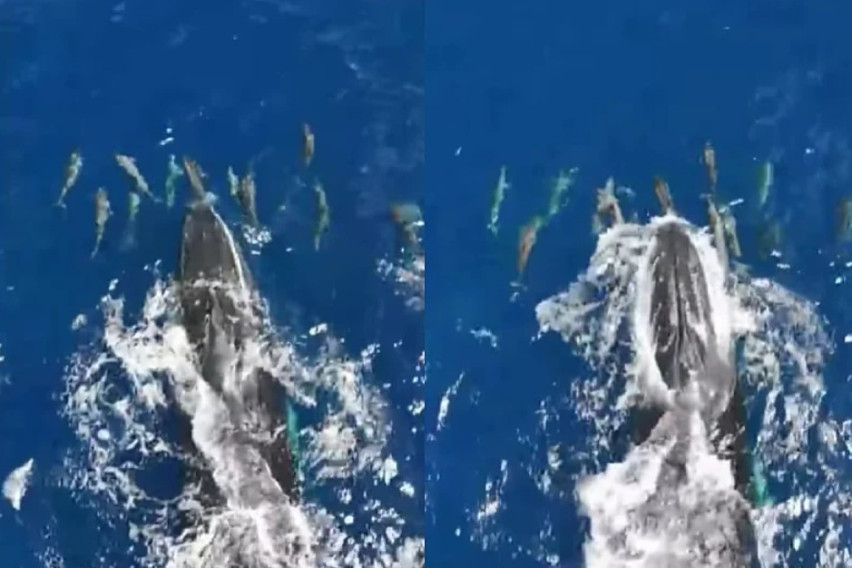 [ВИДЕО] Неверојатна глетка снимена на островот Некер: Китови и делфини заедно уживаат во игра во океанот