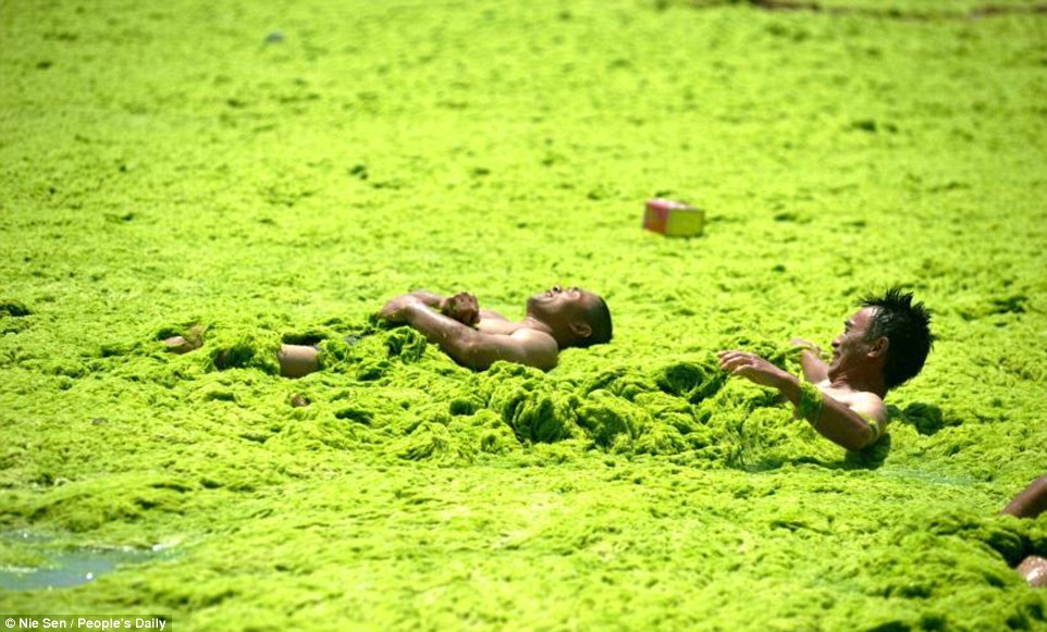 Без водорослей. Метод море зелени. Метод выращивания Sea of Green (SOG). Метод Seas.