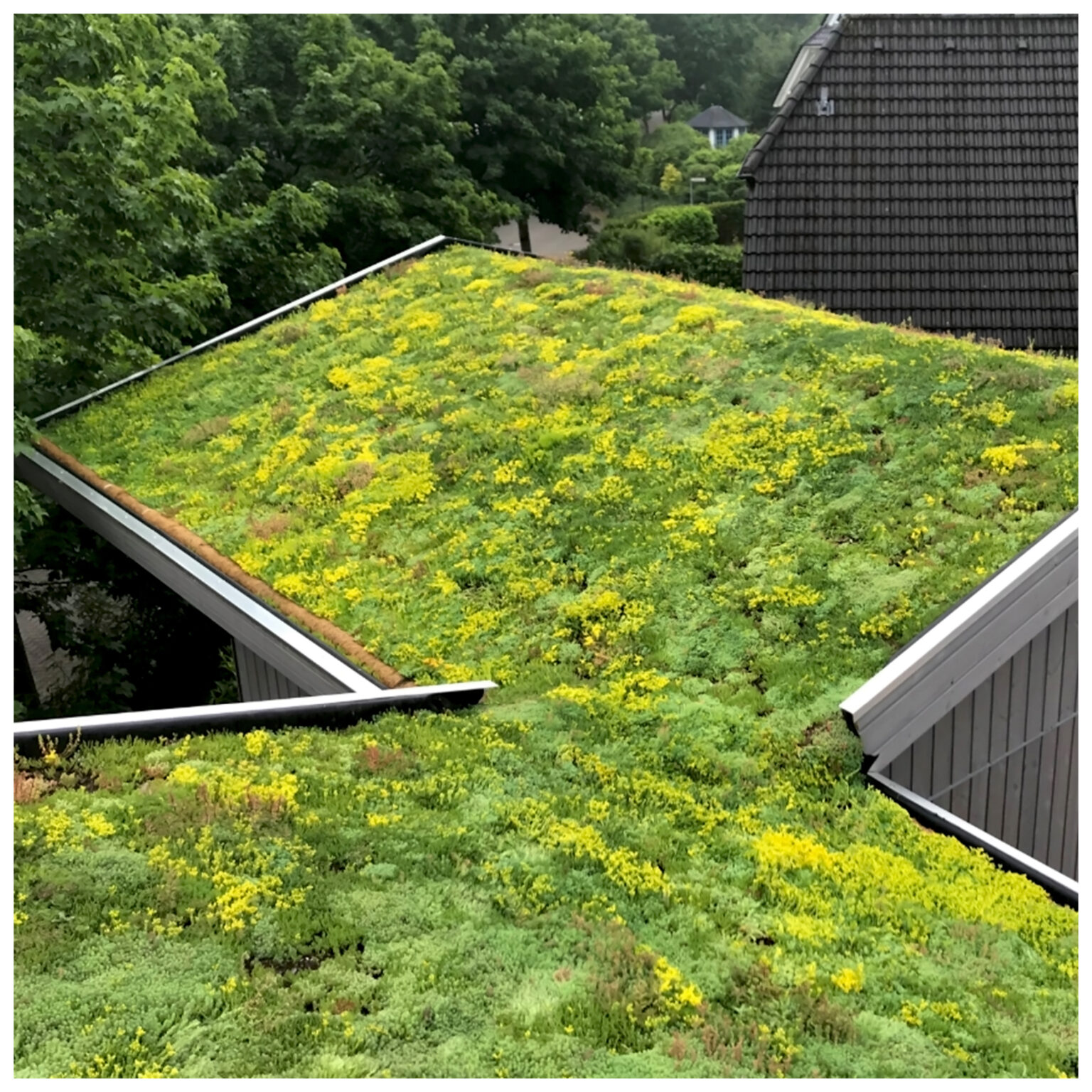 Augustenborg Green Roof