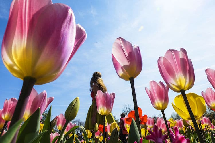 tulip-season-netherlands-how-far-from-ho